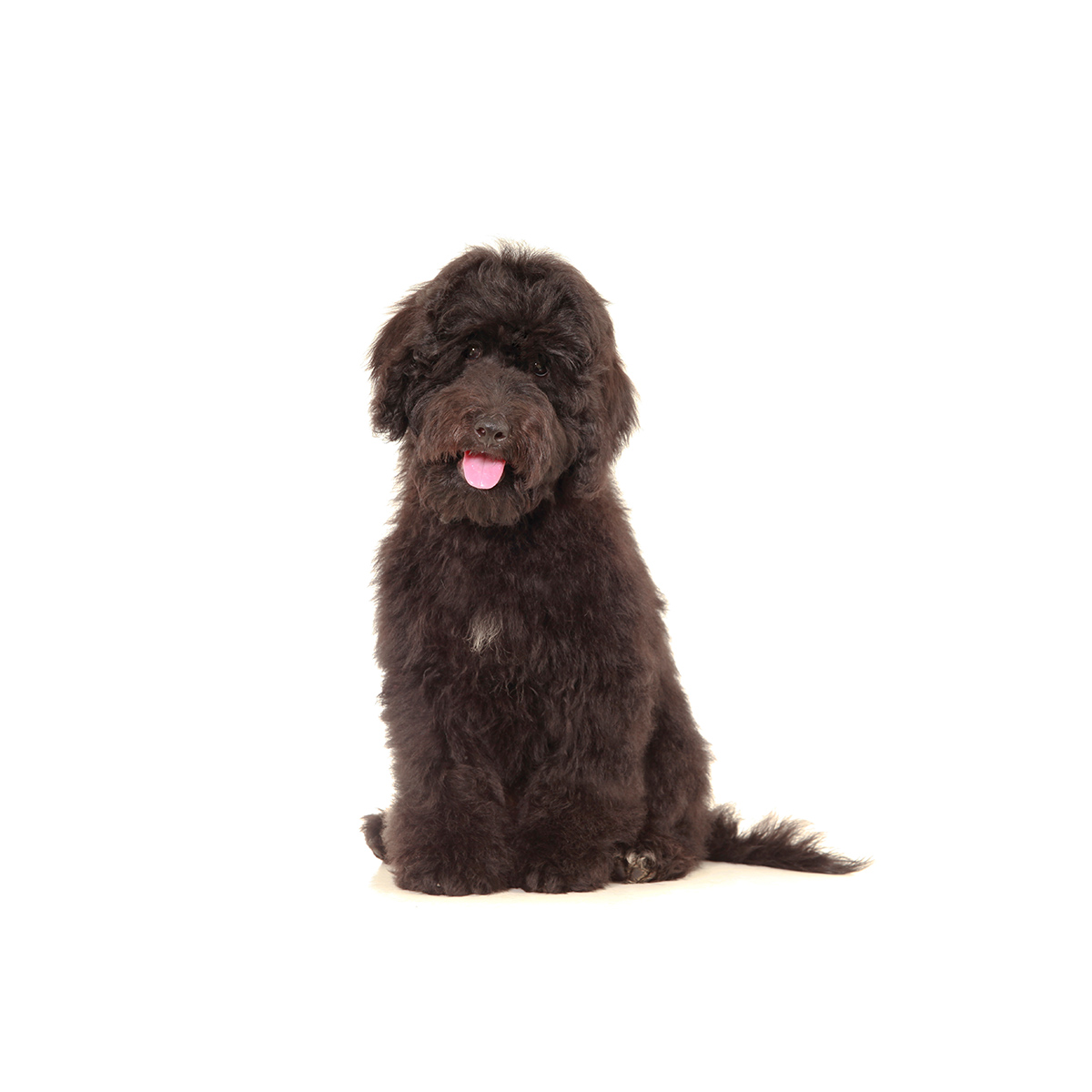 teddybear schnoodles smeraglia